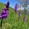 25 Belle orchidee di Orchis mascula.JPG
