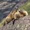 07 Marmotte in comoda sentinella su grossi massi.JPG