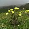 29 Distese di  Anemone sulfureo _ Pulsatilla alpina sulphurea_ .JPG
