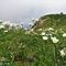 33 Anemoni narcissini _Anemonastrum narcissiflorum_ con vista sull_omone del Monte Foppa.JPG