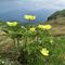 75 Anemoni sulfurei _Pulsatilla alpina sulphurea_ con vista verso il Monte Avaro.JPG