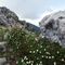 31 In cresta fiorita di Camedrio alpino saliscendi  tra massi e spuntoni rocciosi.JPG