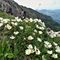 37 Bouquet di  Camedrio alpino _Dryas octopetala_  su tutto il sentiero .JPG