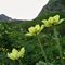 19 Pulsatilla alpina sulfurea _Pulsatilla sulphurea_ e anemoni narcissini _Anemonastrum narcissiflorum_.JPG