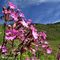 11 Sul sent. 116 fioriture di Silene dioica.JPG