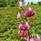 25 Giglio martagone _Lilium martagon_ tra estese fioriture di Rododendri rossi _Rhododendron ferrugineum_ .JPG