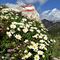 44 Bouquet di  Camedrio alpino _Dryas octopetala_  con vista in Cima Croce .JPG
