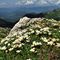 45 Bouquet di  Camedrio alpino _Dryas octopetala_  con vista su Val Serina_Brembana e la pianura.JPG