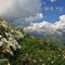 75 Camedrio alpino _Dryas octopetala_ con bella vista sul Pizzo Arera.jpg