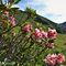 14 Rododendri rossi _Rhododendron ferrugineum_ con vista in Arete_Valegino.JPG