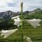 18 Giglio di monte _Paradisea liliastrum_ con da sfondo Pegherolo e Monte Cavallo .JPG