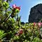 30 Rododendro peloso _Rhododendron hirsutum_ con la _Falesia dell_Era Glaciale_.JPG
