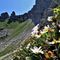 40 Camedrio alpino _Dryas octopetala_ in fioritura avanzata con ultima stisciata di neve.JPG