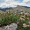 64 Camedrio alpino _Dryas octopetala_ in fioritura avanzata alla croce di vetta della Corna Grande  _2089 m_.JPG