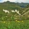 71 Anemoni narcissini _Anemonastrum narcissiflorum_ con vista sulla Valle di Ponteranica.JPG