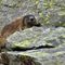 70 Allo zoom marmotta in sentinella accovacciata su roccia.JPG