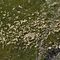 50 Un folto gregge di pecore al pascolo nella zona delle incisioni rupestri di Val Camisana _ zoom.JPG