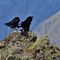 57 Corvi neri appollaiati su roccione del Ponteranica occ. _zoom_.JPG