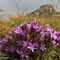 01 Gentianella anisodonta, spettacolo di fioriture lungo tutto il sentiero dai Piani di Bobbio allo Zucco Barbesino.JPG
