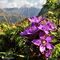 14 Sui pratoni dei Piani di Bobbio cominciano le fioriture di Gentianella anisodonta.JPG