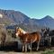 19 Asinelli con cavallo con vista in Alben_Suchello_Cornalba.JPG