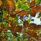 74 Caldi colori autunnali delle foglie del faggio.JPG