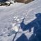 43 Scendendo con attenzione in traverso su neve dura da Cima Valle.JPG