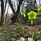 16 Elleboro verde _Helleborus viridis_ al roccolo sopra la Corna di Zogno.JPG