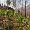 15 Elleboro verde _Helleborus viridis_ al roccolo sopra la Corna di Zogno.JPG
