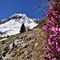 13 Erica in fiore sul sent. 115  con vista sul Monte Cavallo bianco di neve.JPG