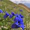 30 Diffusa fioritura di Gentiana acaulis _Genziana di Koch_  .JPG