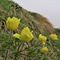 32 Accanto alla Gentiana acaulis inizia la fioritura di Pulsatilla alpina sulphurea _Anemone sulfureo_.JPG