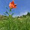 21  Splendido esemplare di Lilium bulbiferum _Giglio rosso_ di S. Antonio_.JPG