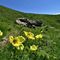19 Estese fioriture di Pulsatilla alpina sulphurea _Anemone sulfureo_ sul sent. 109 unificato sol 101.JPG