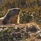 68 Anche le marmotte si risvegliano dal lungo letargo invernale.JPG