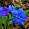 48 Graziosi fiori blu_azzurri.JPG