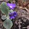 61 Primula albenensis alla S_cepa dol geru in Val Gerona _1220 m_.JPG