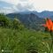 22 Splendido esemplare di Lilium bulbiferum _Giglio rosso_ di S. Antonio_ con vista sul Pizzo di Spino e i monti della Val Serina.JPG