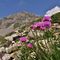 39 Armeria alpina _Spillone alpino_ con cima di Corna Piana _2302 m_ .JPG