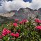 52 Rhododendron hirsutum _Rododendro irsuto_ con vista in Arera.JPG