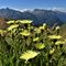 14 Fiori gialli con vista su cime orobiche brembane.JPG
