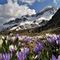 05 Pascoli fioriti di Crocus vernus, monti Cavallo e Pegherolo coperti da bianca neve.JPG