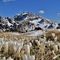 62 Fioritura di Crocua vernus al Monte Campo con bella vista in Arera.JPG