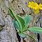 35 Primula auricola _Primula orecchia d_orso_ nei pressi del Bivacco Plana _1280 m_.JPG