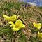 33 Accanto alla Gentiana acaulis inizia la fioritura di Pulsatilla alpina sulphurea _Anemone sulfureo_.JPG