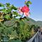 01 Una bella rosa alla partenza da Botta alta di Sedrina _350 m_.JPG