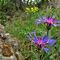 47 Centaurea montana _Fiordaliso montano_.JPG