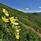 21 Estese fioriture di Pulsatilla alpina sulphurea _Anemone sulfureo_ sul sent. 109 unificato sol 101.JPG