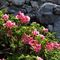 09 Rhododendron hirsutum _Rododendro irsuto_.JPG