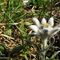 14 Leontopodium alpinum _Stella alpina_ in crescita.JPG